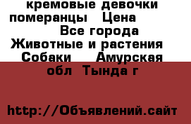 кремовые девочки померанцы › Цена ­ 30 000 - Все города Животные и растения » Собаки   . Амурская обл.,Тында г.